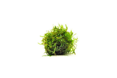 Christmas Moss