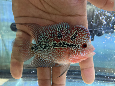 Ultimate Guide to Flowerhorn Cichlids: Care, Tank Setup, and Personality Traits