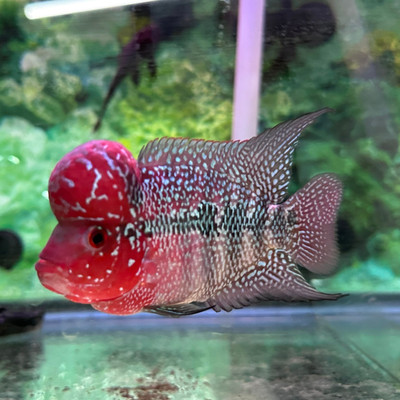 the Super Red Dragon Flowerhorn: A Majestic Aquatic Marvel - Pet
