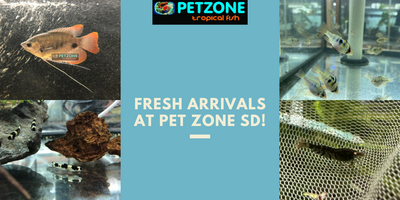 Dive into September with Fresh Arrivals! 