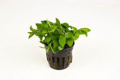 Staurogyne Repens in the Aquarium: A Comprehensive Guide to Cultivation ...