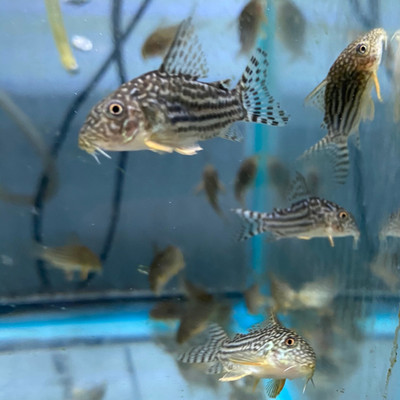 Corydoras: The Charming Bottom-Dwellers of the Freshwater World