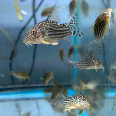 Exploring the Endearing Julii Cory Cat: A Jewel of Freshwater Aquaria