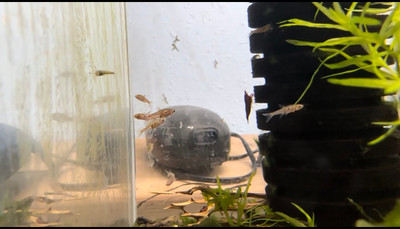 Strawberry Rasbora