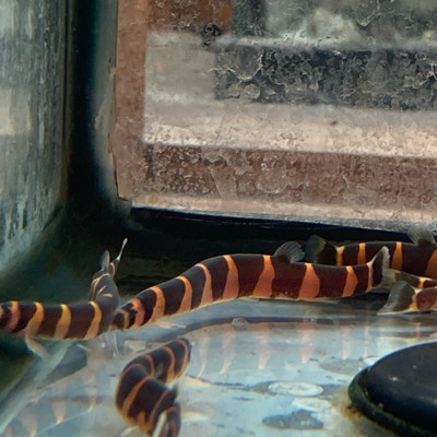 Striped Kuhli Loach (Pangio kuhlii)