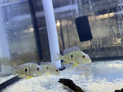 Suriname Geophagus