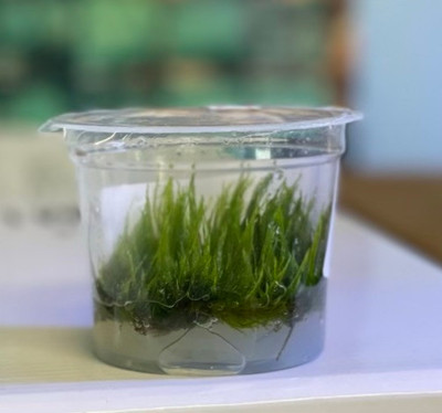 Flame Moss