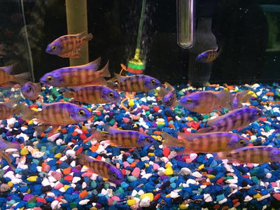 Taiwan Reef Cichlid - *Chindongo sp. “Taiwan Reef”