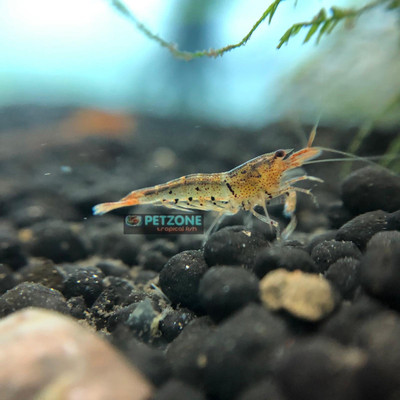 Tangerine Tiger Shrimp