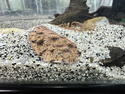 Teardrop Flounder