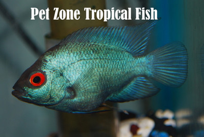 Unveiling the Beauty and Majesty of the Thai Silk Flowerhorn: Care Guide and Characteristics 