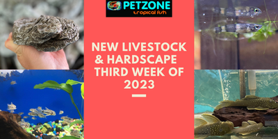 New Livestock & Hardscape For Third Week of January - Pet Zone SD