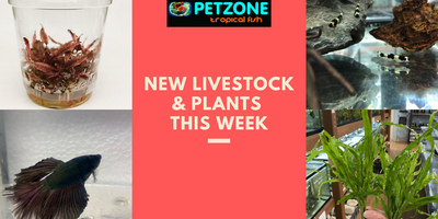 New Livestock & Plants This Week At Pet Zone SD