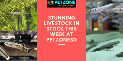 Unleash a World of Aquatic Wonders: Explore Pet Zone SD's Exclusive Collection of New Livestock for Your Aquarium