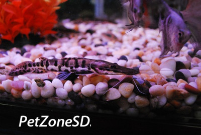 Tiger Shovelnose Catfish