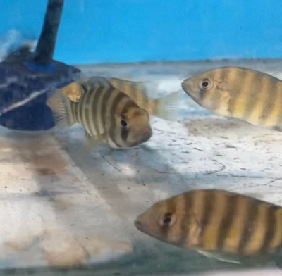 ​Tiger Zebra Tilapia Cichlid: A Comprehensive Guide for Fish Keeping