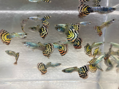Tiger Guppy (Poecilia reticulata)