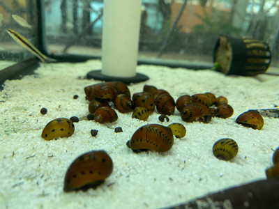 Nerite Snail