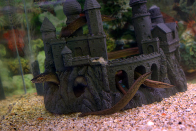 ​Unraveling the Secrets of the Enigmatic Tire Track Eel