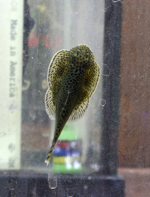 UFO Loach