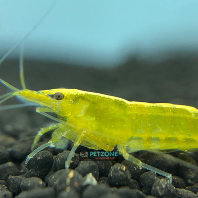 Ultra Gold Dwarf Shrimp (Neocaridina davidi)