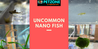 Uncommon Nano Fish Restocked!