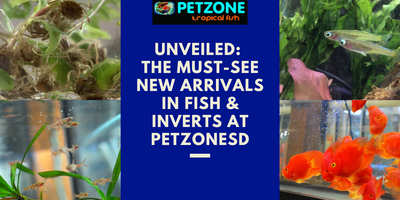 Unveiled: The Must-See New Arrivals in Fish & Inverts at PetZoneSD - Don't Miss Out!