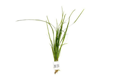 Vallisneria Nana