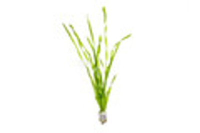 Vallisneria Spiralis