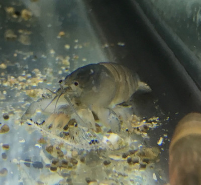 The Vampire Shrimp (Atya gabonensis)