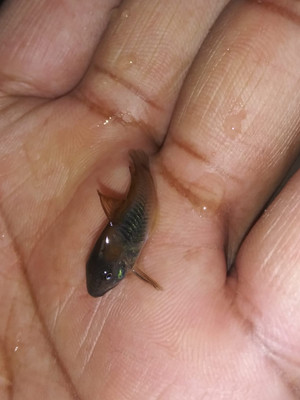 Red Sailfin Corydoras
