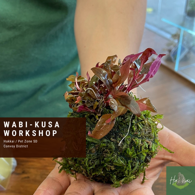 Transform Your Space with Hakkai's July Aquascaping Workshops!