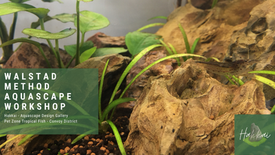  Mastering the Walstad Method Aquascape Workshop 