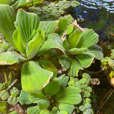 Floating Water Lettuce