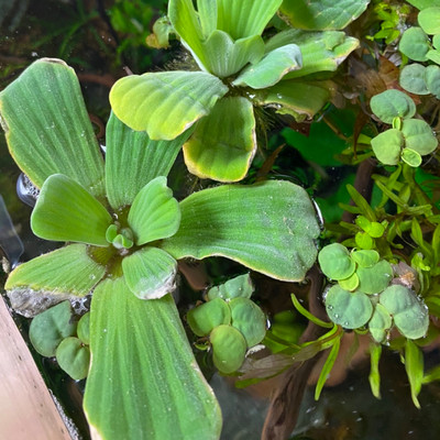 Pistia Stratiotes (Water Lettuce)