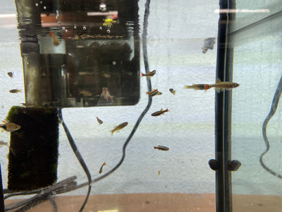 White Cloud Mountain Minnow