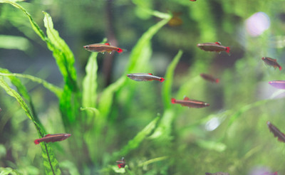The History and Enduring Popularity of the White Cloud Mountain Minnow in the Fishkeeping Hobby: A Comprehensive Guide