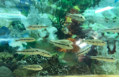 Xingu Peacock Bass