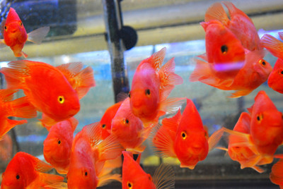 Yuan Bao Blood Parrot
