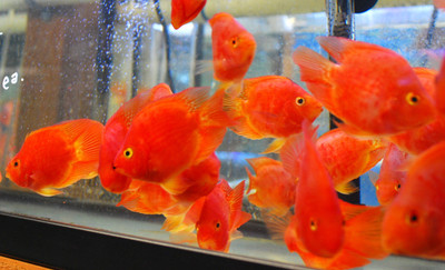 Blood Parrot Cichlids