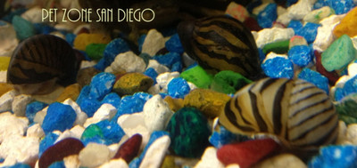 Zebra Nerite Snail