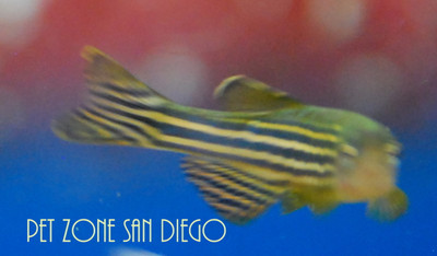 Zebra Danio