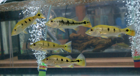 peacock bass aquarium