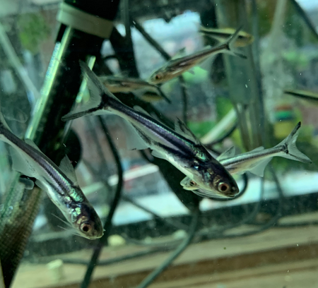 Freshwater Fish For Sale Black Ear Pangasius Catfish Pangasius