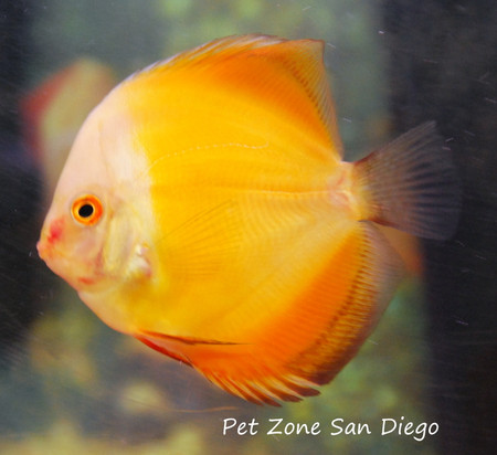 sunshine discus