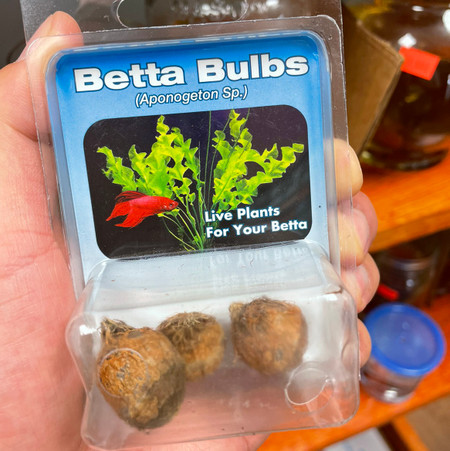 Aquarium plant shop bulbs