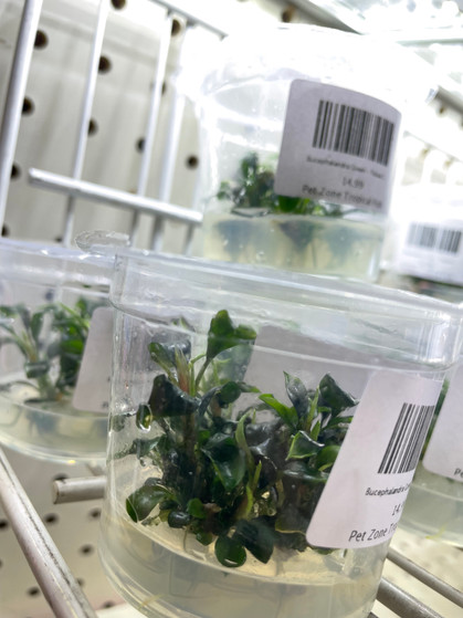 Bucephalandra Sp. 