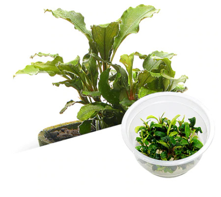 Aquarium Plants: BUCEPHALANDRA SP. 'SINTANG' ADA TIssue Culture
