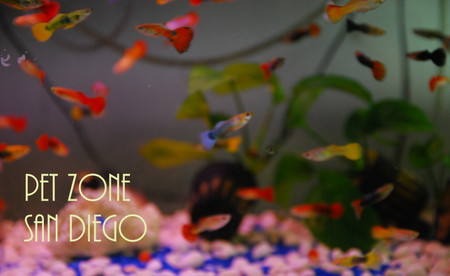 bulk fancy guppies for sale