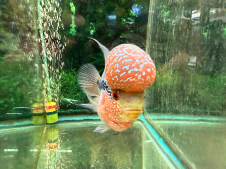 SRD ZZ Flowerhorn, AA14